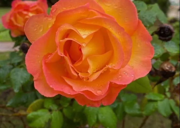 San Michele Apartments&rooms Apart-hotel Catanzaro