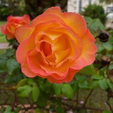 San Michele Apartments&rooms Aparthotel Catanzaro